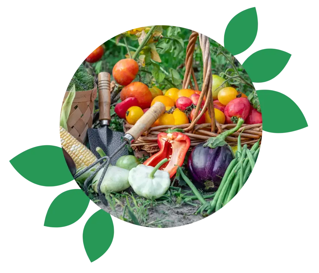Composición de verduras en el huerto@2x